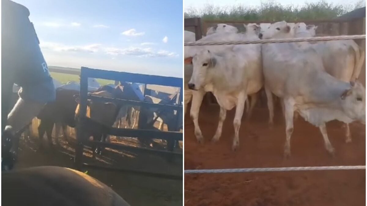 PM prende suspeitos de furto e receptação de gado avaliado em R$ 48 mil, em Piracanjuba