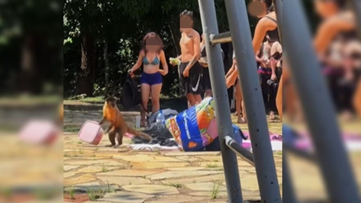 'Arrastão' de macacos em parque de Brasília (Foto: Reprodução)