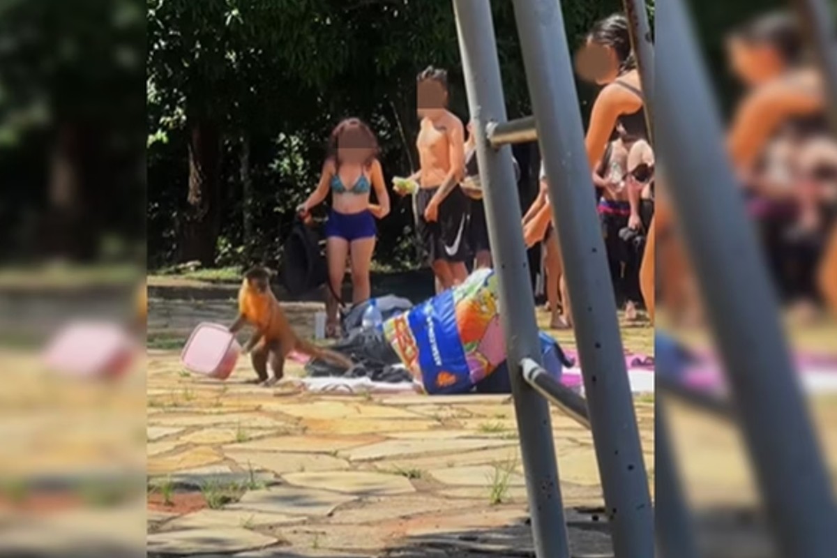 'Arrastão' de macacos em parque de Brasília (Foto: Reprodução)