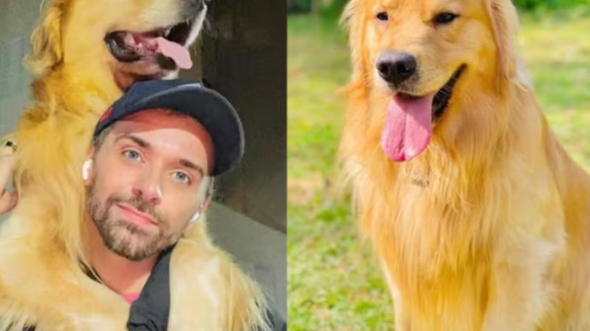 Câmara aprova Lei Joca, e obriga aéreas a oferecer serviço de rastreamento de animais Serviço poderá ser cobrado e considerado como acessório