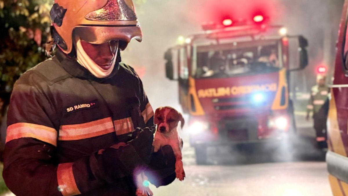 Barraca de papelão pega fogo e cachorro é salvo pelos bombeiros, em Goiânia