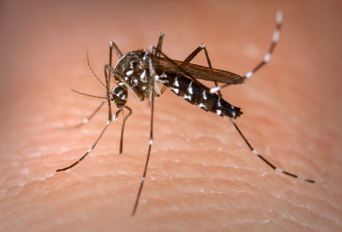 Prefeitura deve instalar tendas de combate à dengue em Goiânia