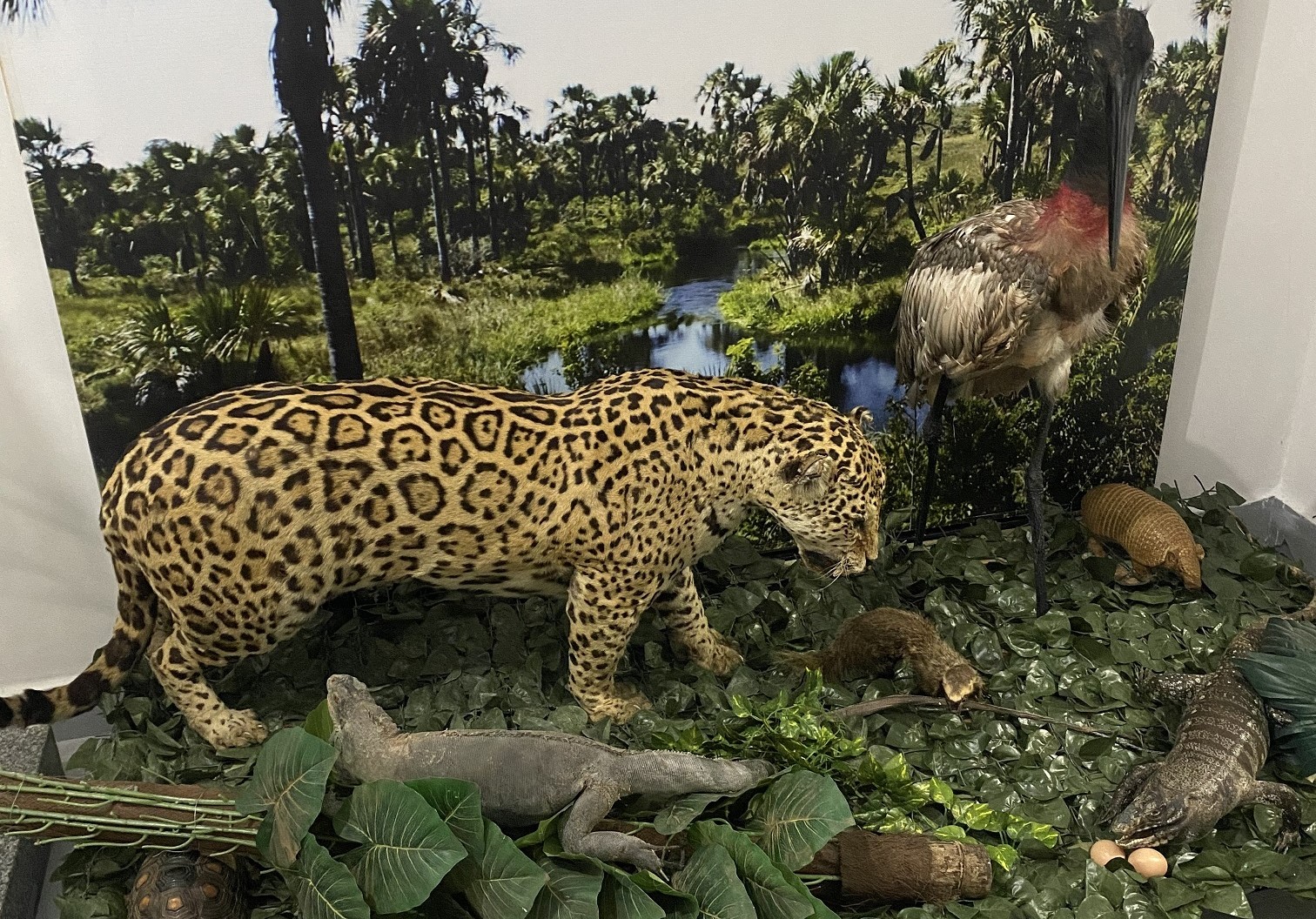 Exposição de animais empalhados chega a Goiânia com entrada gratuita 