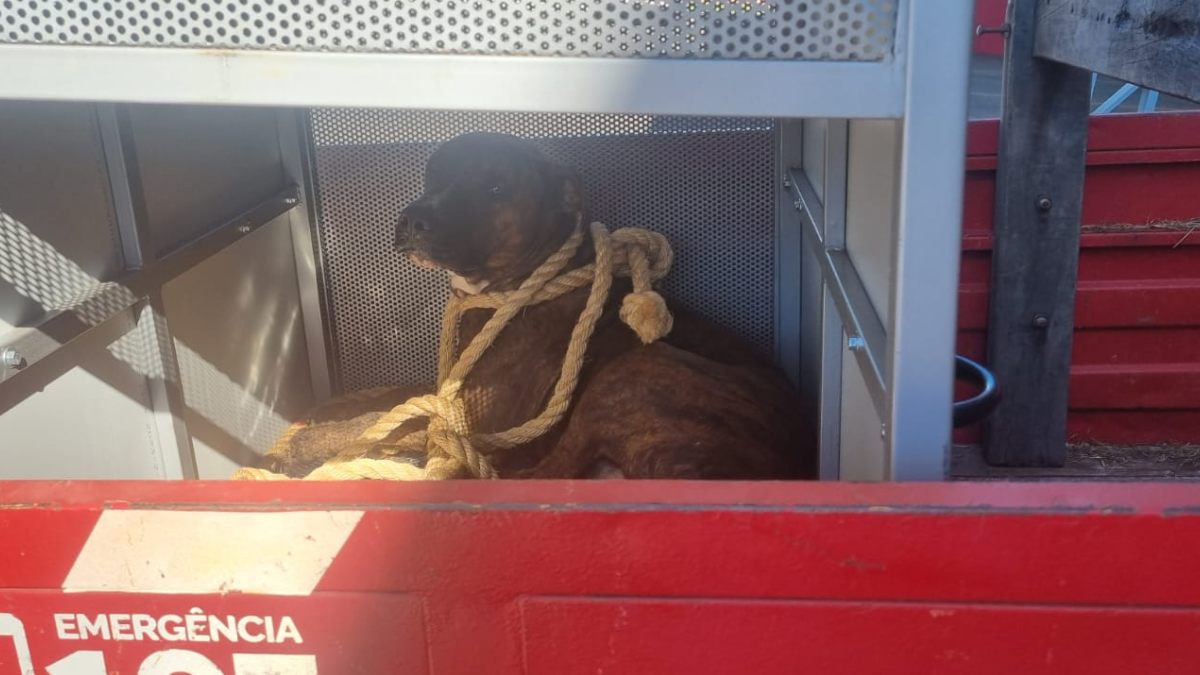 Aluna é atacada por cachorro de grande porte em escola de Mineiros (Foto: divulgação/CBM GO)