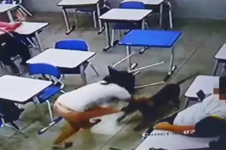 Câmeras de segurança registra quando cachorro ataca aluna em Mineiros (Foto: Reprodução)
