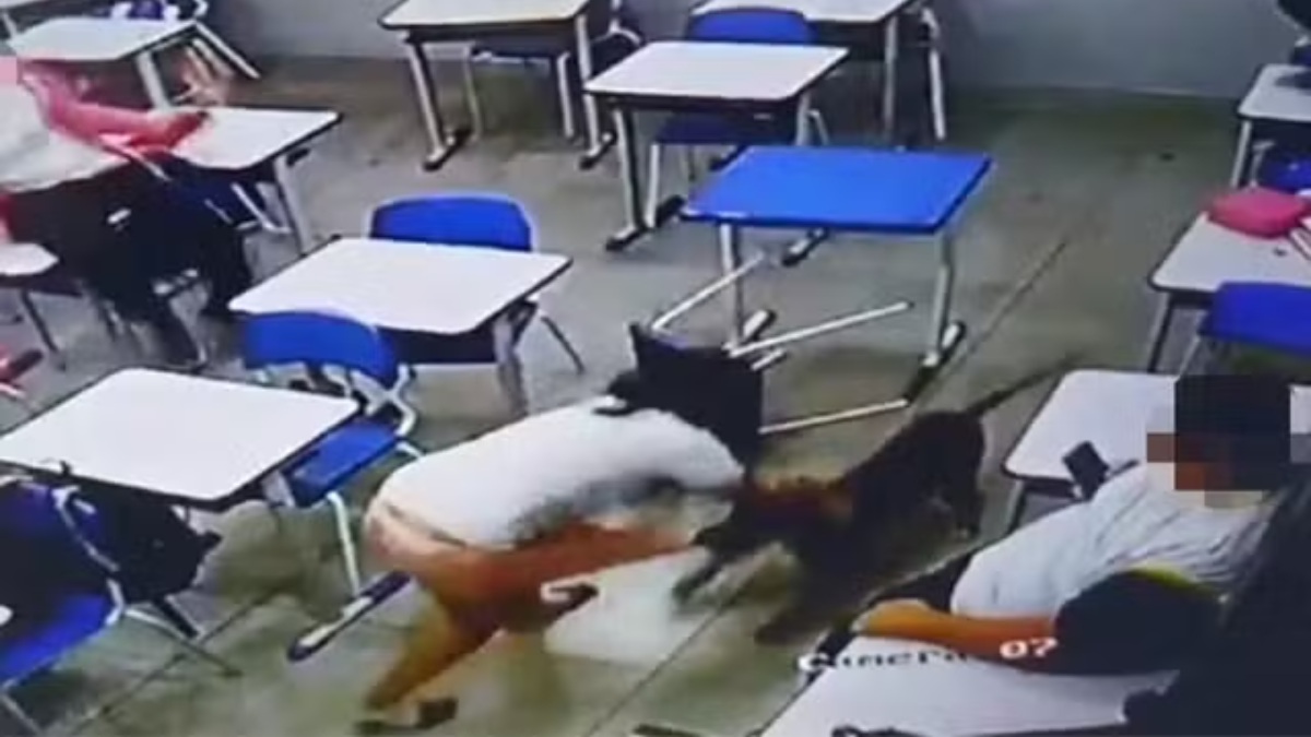 Câmeras de segurança registra quando cachorro ataca aluna em Mineiros (Foto: Reprodução)
