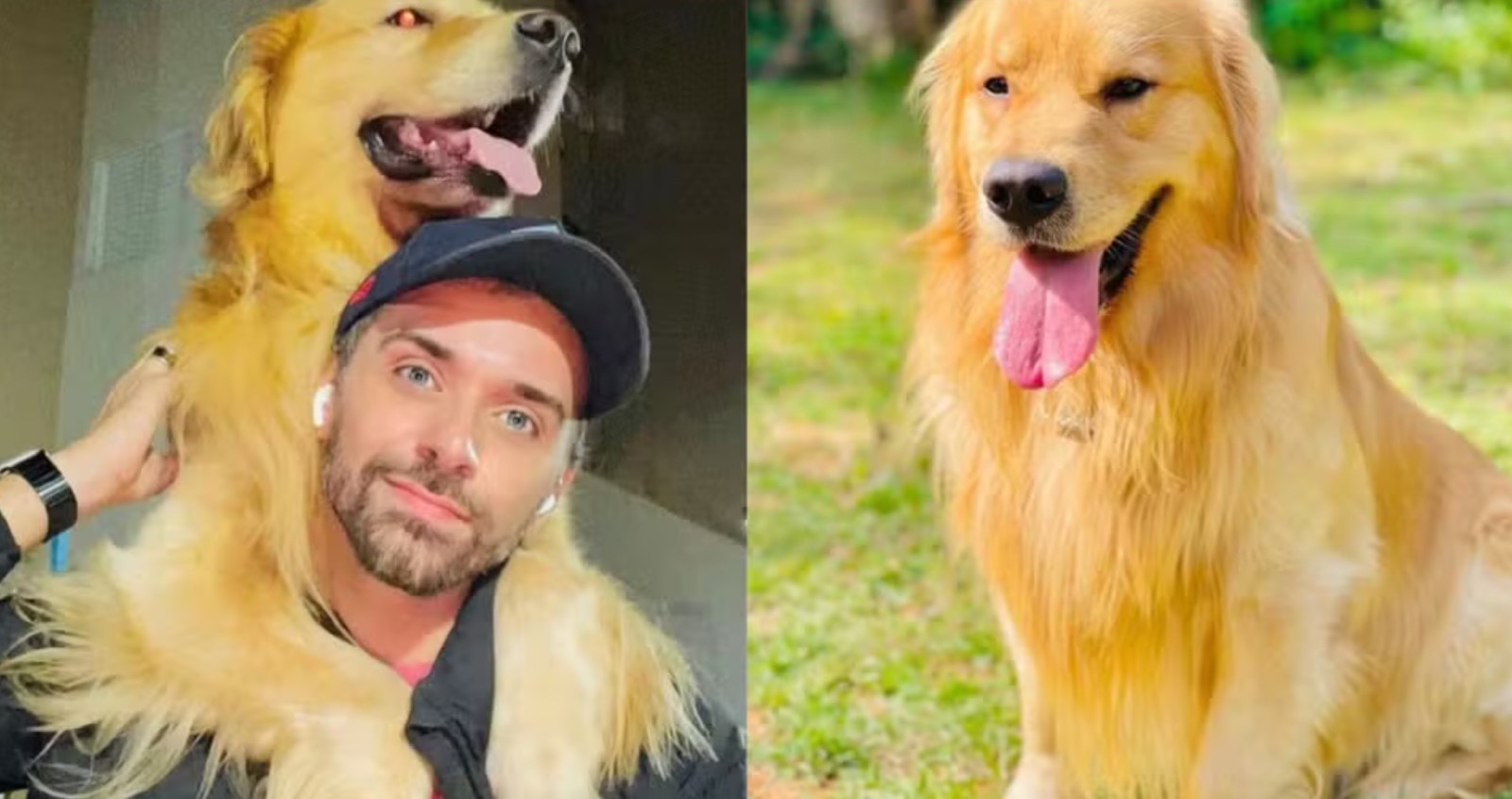 cachorro Anac e Ministério de Portos e Aeroportos investigarão morte do cão Joca criado grupo de trabalho para rever regras de transporte de animais