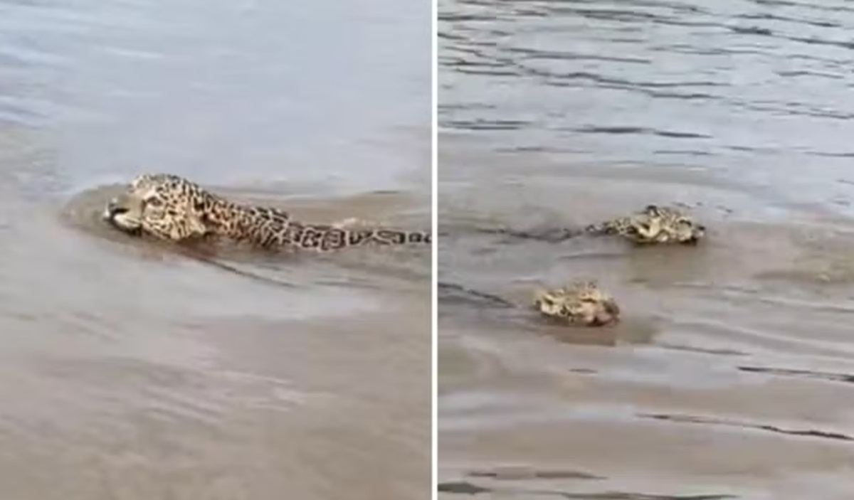 Maus-tratos: PF autua pescadores que ‘cercaram’ onças-pintadas no rio Araguaia