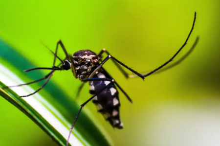 Óbitos confirmados por dengue no Brasil é 35% superior a todo o ano de 2023 (Foto: Pixabay)