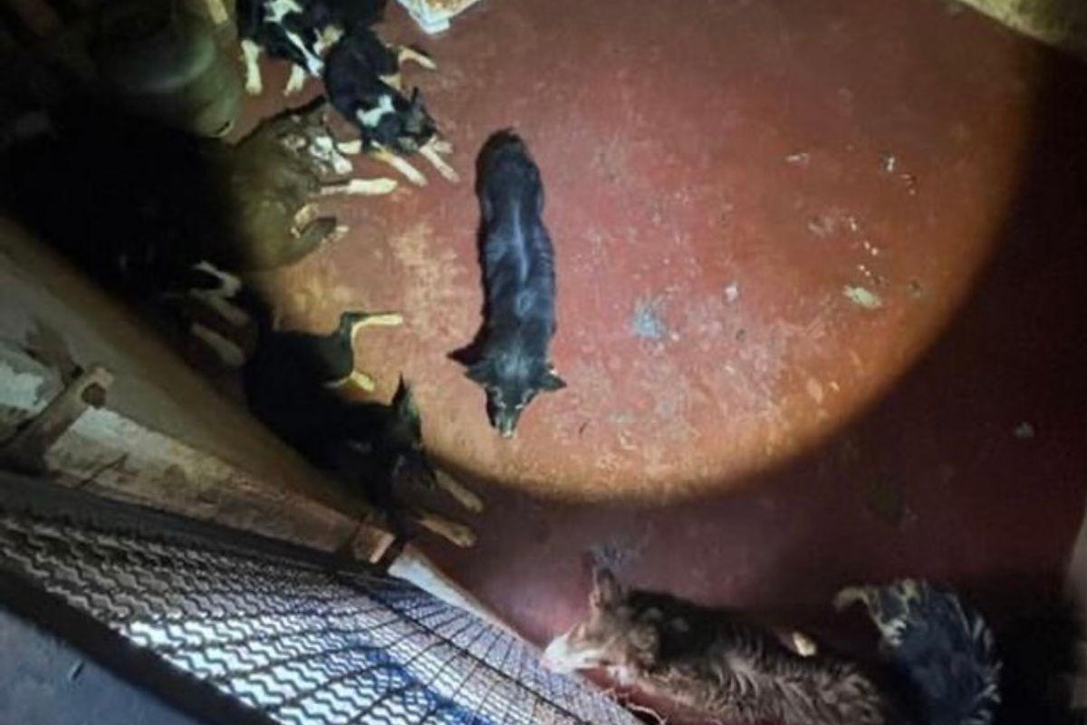 Rio Verde: suposto adestrador é preso por manter cães em cativeiro sem ventilação, luz e água alimentação