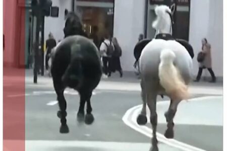 Cavalos fogem do Palácio de Buckingham, machucam pessoas e danificam carros