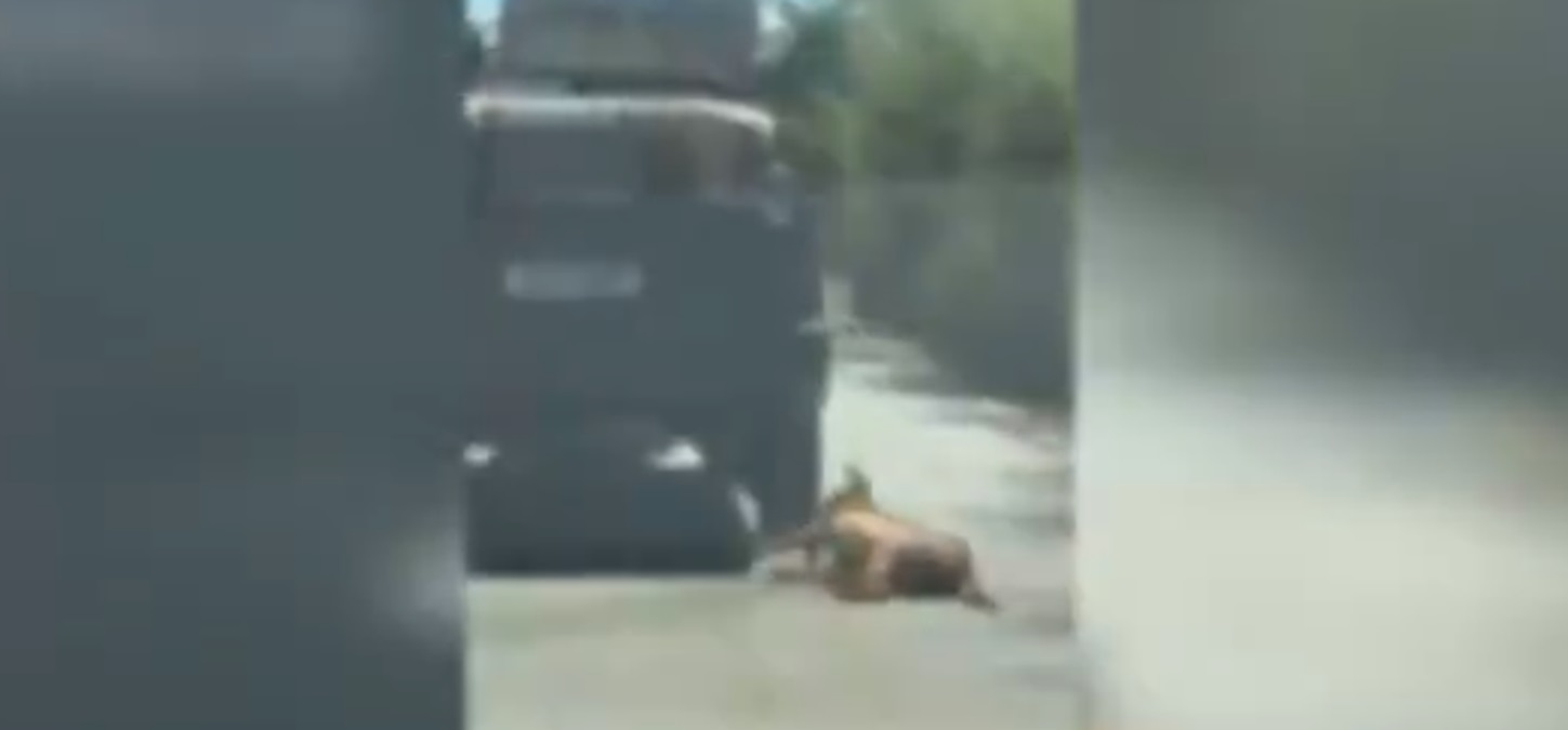 Cachorro morre após ser arrastado por carro, em Itapuranga