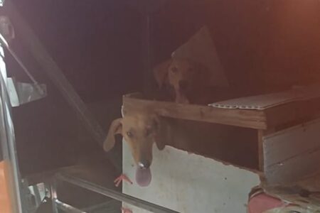 PRF resgata seis cachorros vítimas de maus-tratos em bagageiro de ônibus, em Porangatu