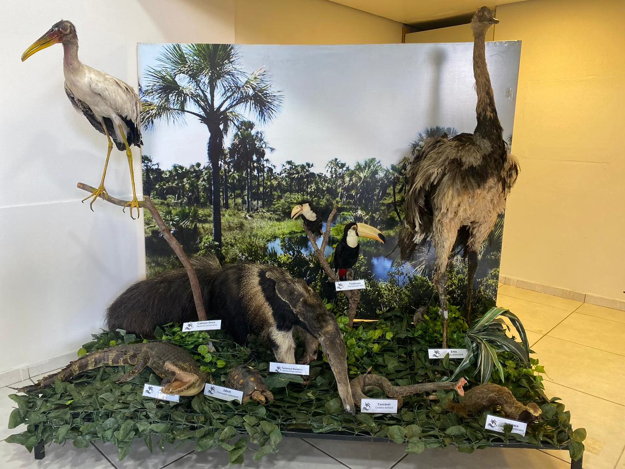 Exposição em Goiânia destaca a importância da preservação do Cerrado