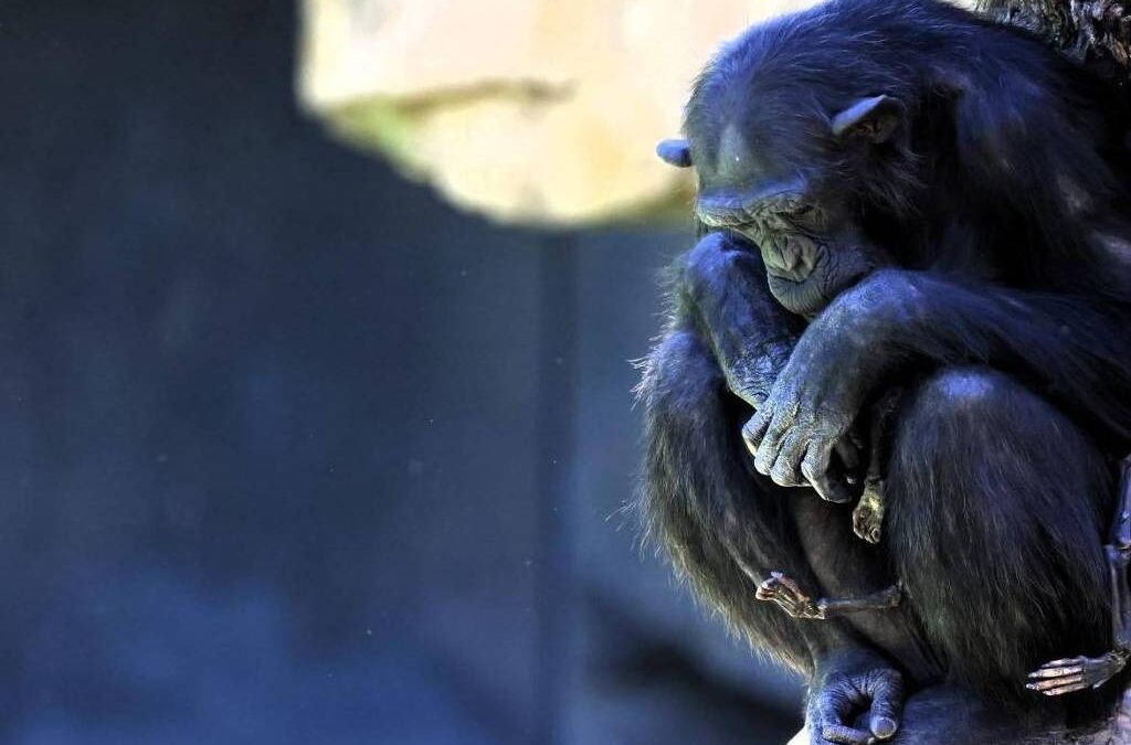 Chimpanzé se recusa a soltar filhote que morreu há três meses Duas semanas após o parto, filhote 'ficou debilitado muito rápido, e morreu'
