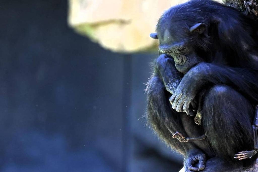 Chimpanzé em zoo da Espanha se recusa a soltar filhote que morreu há três meses