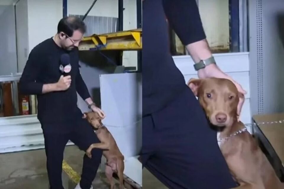 Repórter do SBT adota cão que abraçou sua perna no Rio Grande do Sul; vídeo Paulo Mathias tutor do animal está na lista dos desaparecidos