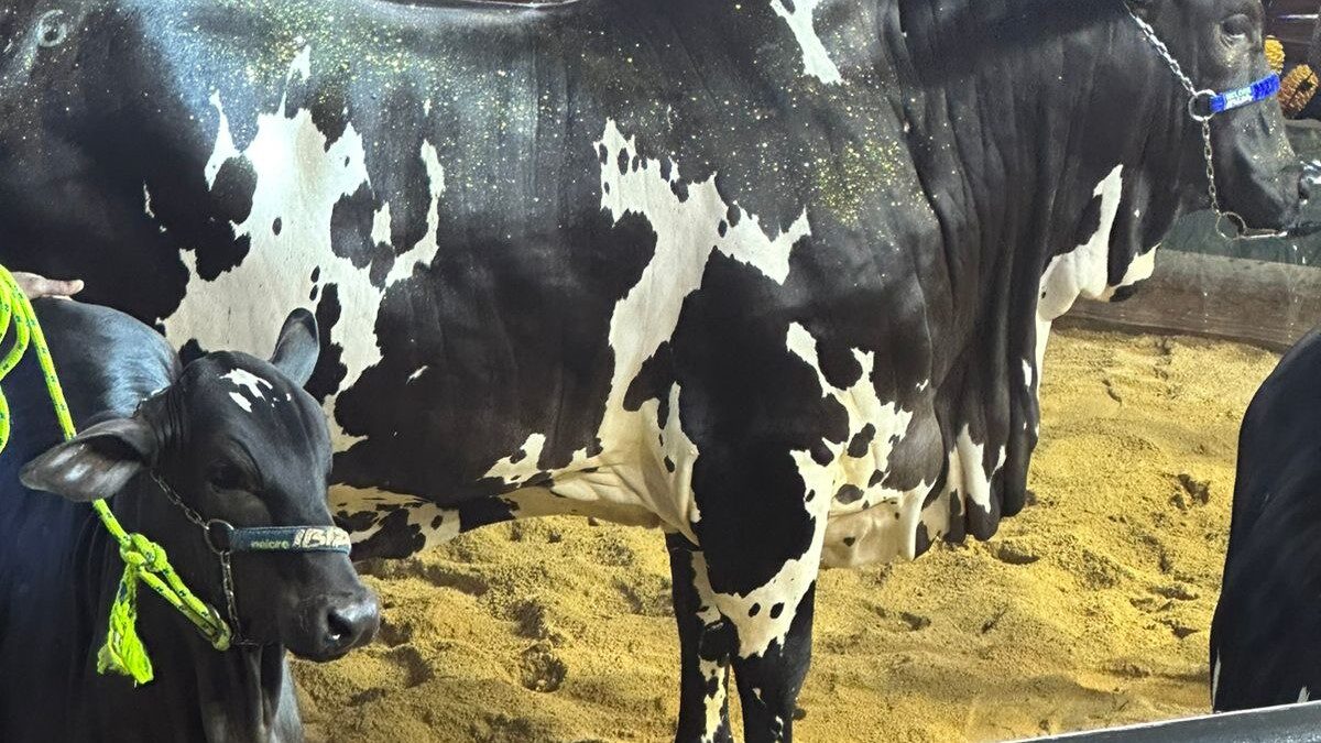 Nelore Pintado se torna a segunda vaca mais cara do Brasil com arremate de mais de R$ 6 milhões