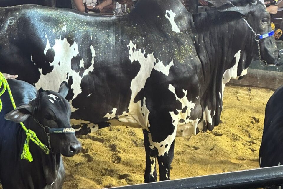 Nelore Pintado se torna a segunda vaca mais cara do Brasil com arremate de mais de R$ 6 milhões