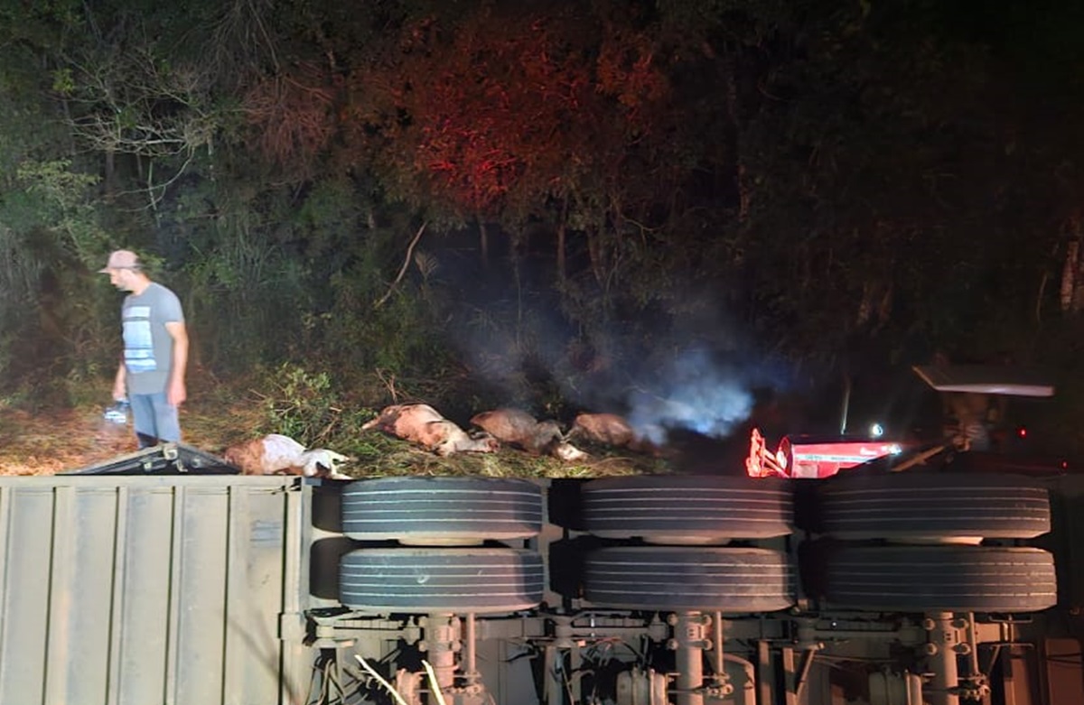 Carreta tomba com 50 cabeças de gado na BR-070, em Itapirapuã; 14 animais morreram