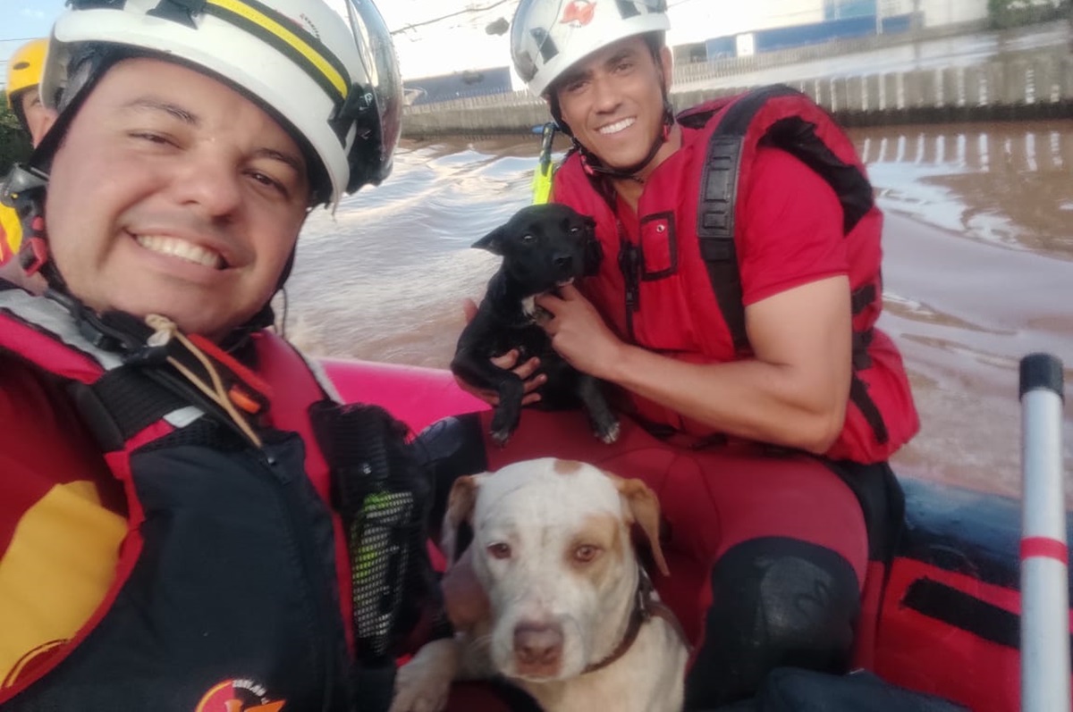 Tragédia no Rio Grande do Sul: Bombeiros de Goiás resgatam vítimas e cachorros de alagamento