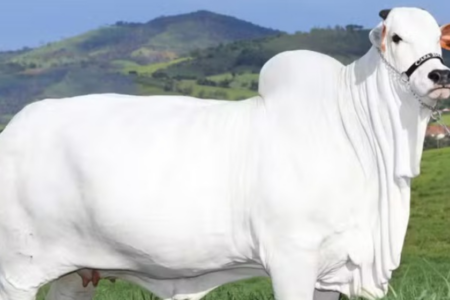 Viatina-19, vaca mais cara do mundo é de origem goiana
