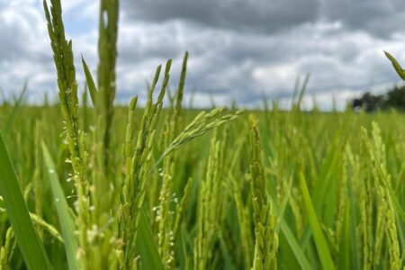 Governo zera tarifa de importação de arroz até dezembro