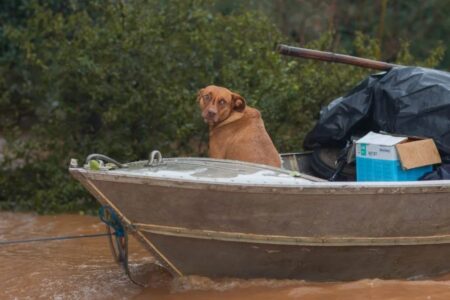 Mais de 6 mil animais são resgatados em áreas inundadas no RS animais aguardava socorro em cima de telhados e em árvores