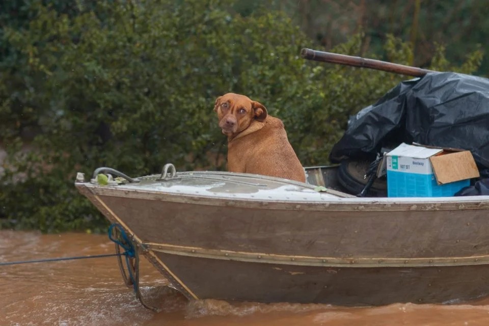 Mais de 6 mil animais são resgatados em áreas inundadas no RS