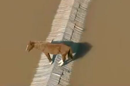 Cavalo ilhado em telhado no Rio Grande do Sul é resgatado; assista ao vídeo Animal estava em área alagada da região de Canoas
