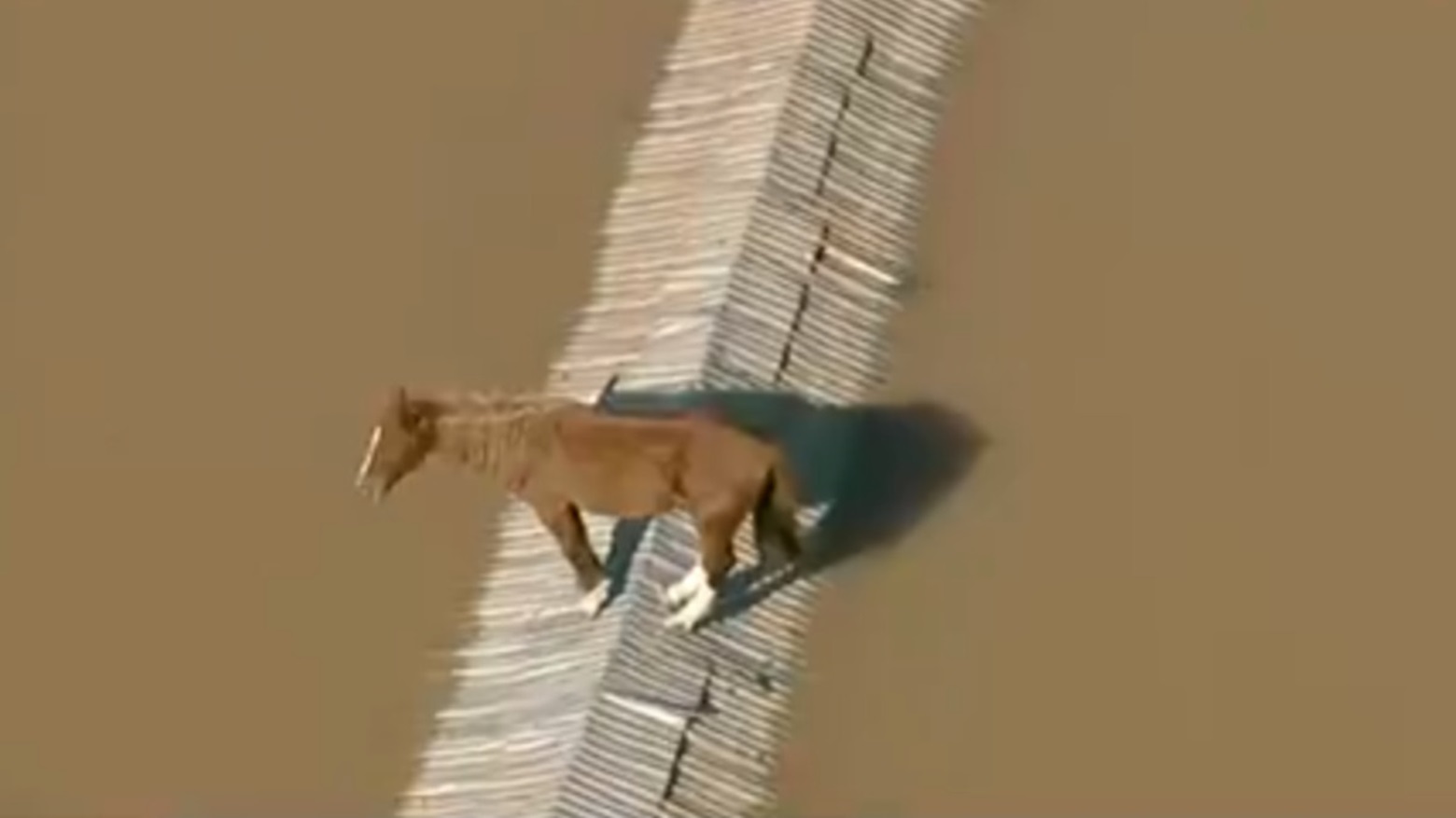 Cavalo ilhado em telhado no Rio Grande do Sul é resgatado; assista ao vídeo