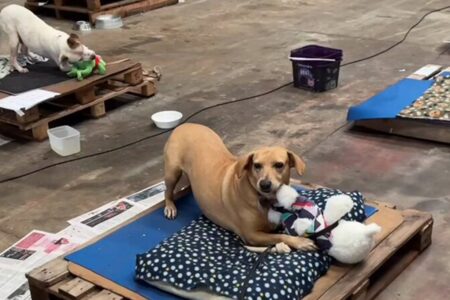 Cães resgatados de enchentes no Rio Grande do Sul são presenteados com ursos de pelúcia; vídeo nunca mais terão seus donos de volta