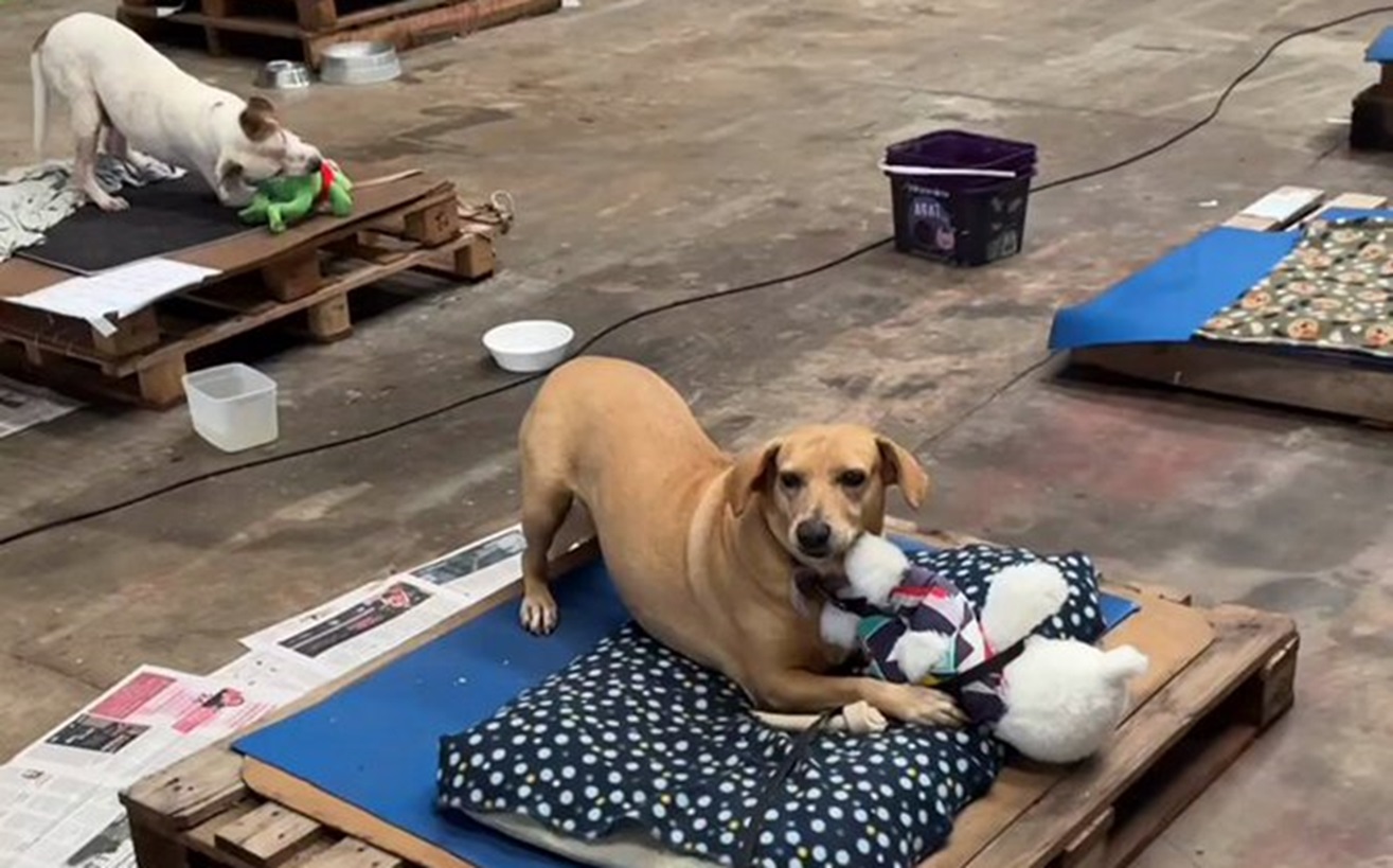 Cães resgatados de enchentes no Rio Grande do Sul são presenteados com ursos de pelúcia; vídeo nunca mais terão seus donos de volta