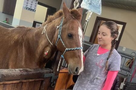 Em recuperação, cavalo caramelo recebe tratamento de fluidoterapia; entenda Animal passou quatro dias ilhado em telhado em Canoas