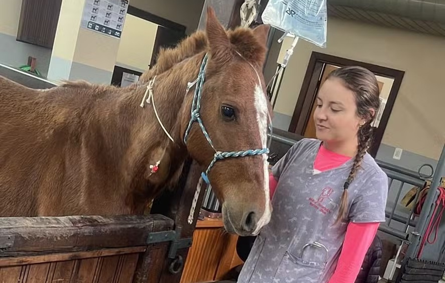 Em recuperação, cavalo caramelo recebe tratamento de fluidoterapia; entenda