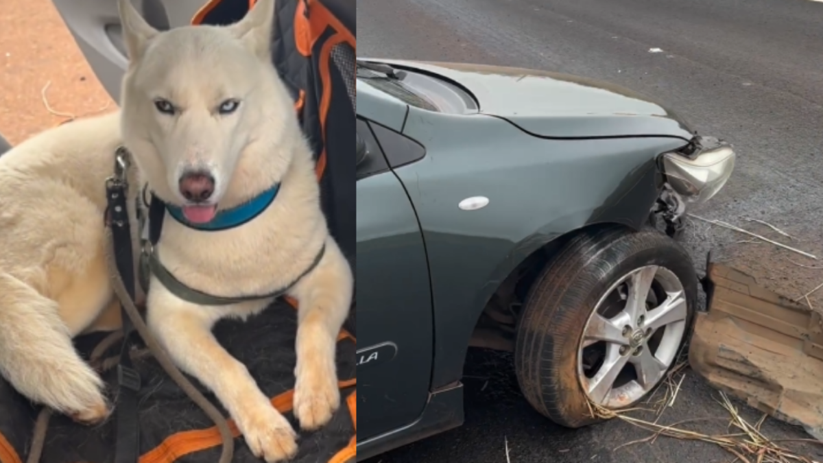 Mulher e cão não tiveram ferimentos em acidente (Foto: PRFGO)