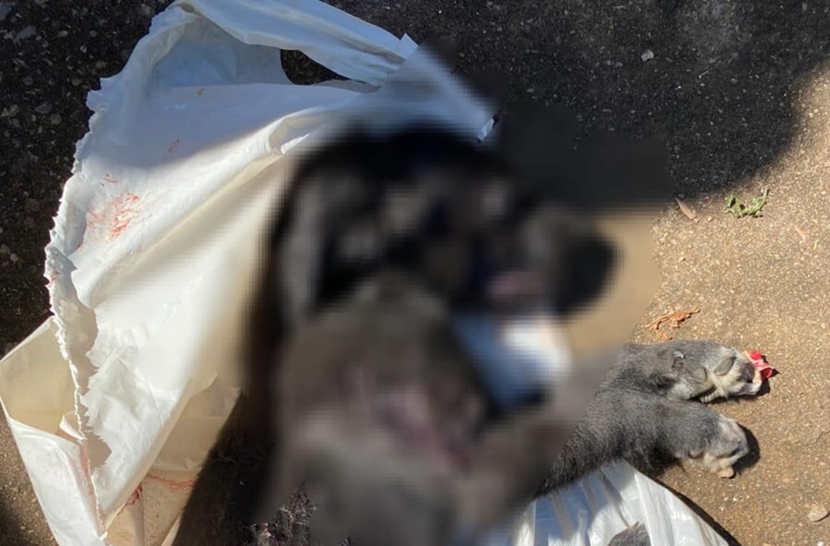 Goiânia: mulher é presa após matar filhote de cachorro enforcado por ‘não aguentar’ latido dele