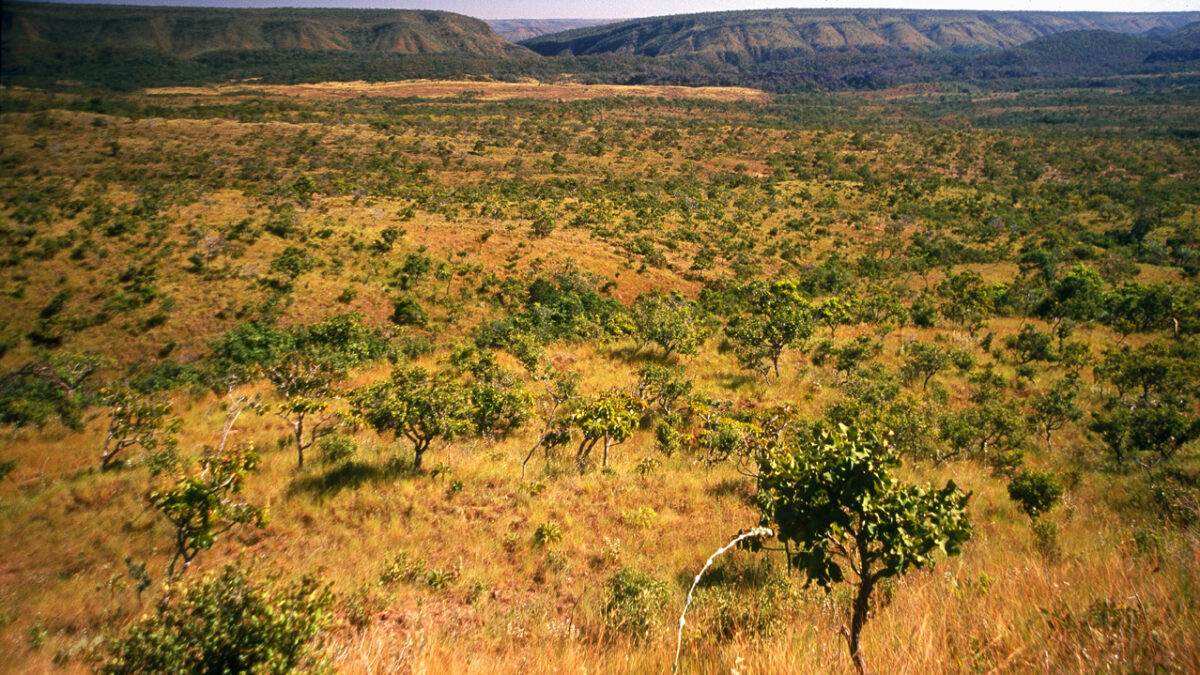 Seca no cerrado é a pior em sete séculos, aponta estudo