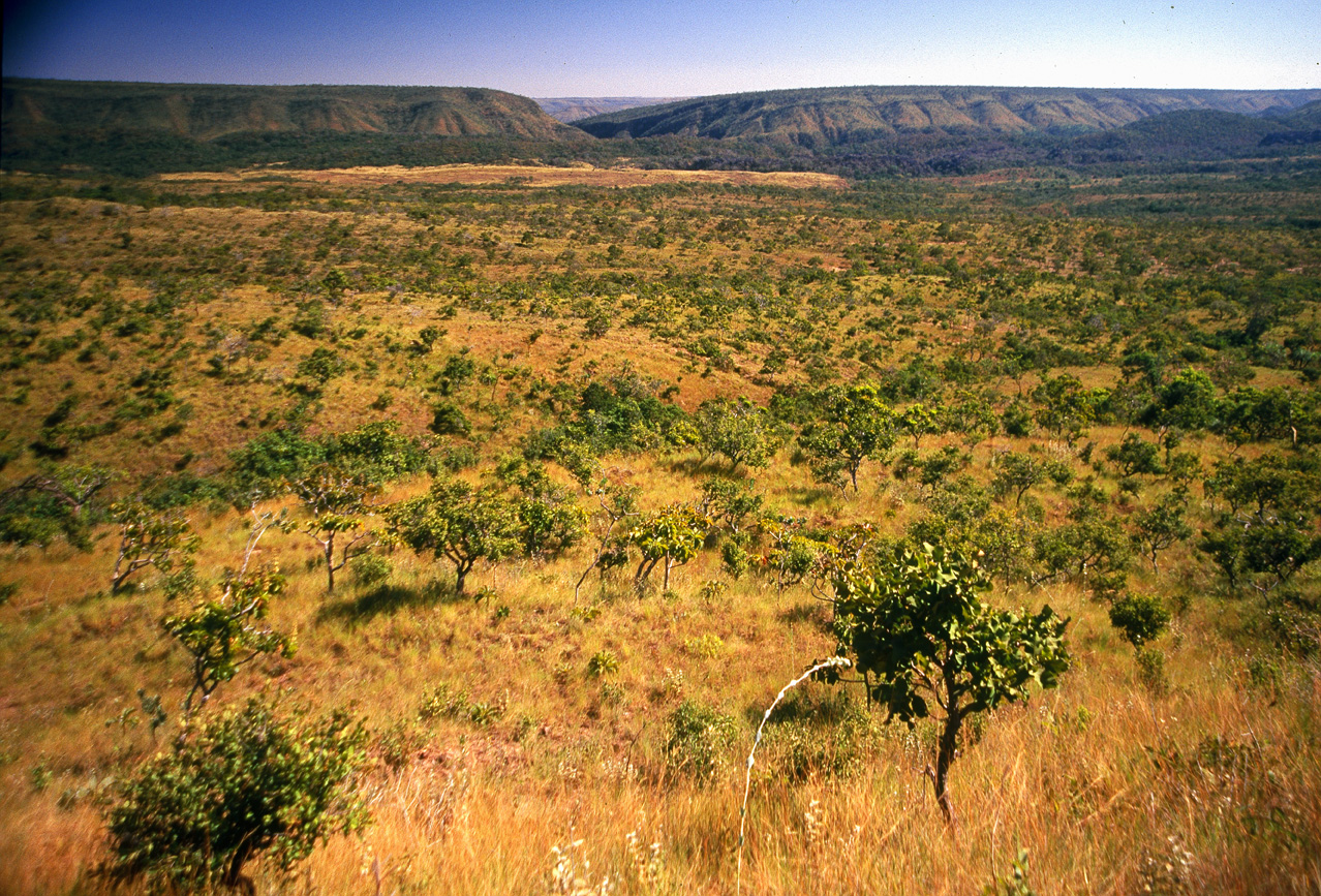 Seca no cerrado é a pior em sete séculos, aponta estudo