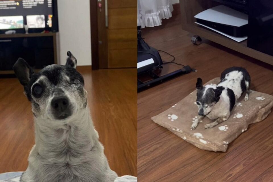 Homem empalha cão morto e vídeo viraliza na web; assista TikToker mostrou que o namorado também fez um colar com a vértebra do animal