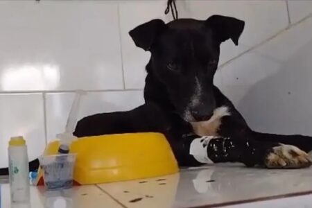 Polícia investiga o envenenamento de 40 cachorros no Rio de Janeiro Entre as vítimas, estão 2 cães do ator Cauã Raymond; um deles morreu