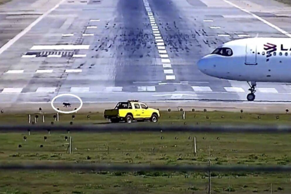 Cachorro corre pela pista e impacta operações no aeroporto de Guarulhos