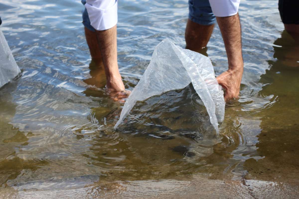 Entenda por que é proibido introduzir peixes nos rios de Goiás sem licença ambiental