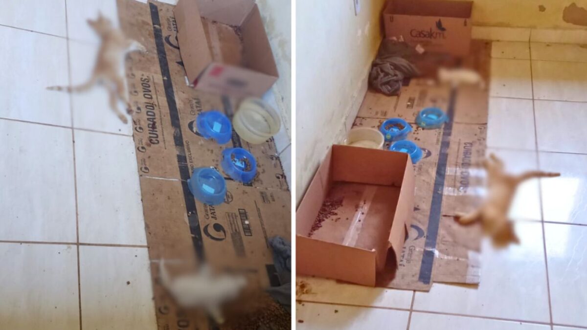 Animais foram encontrados mortos na casa de falso protetor de animais (Foto PCGO)