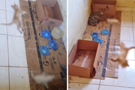 Animais foram encontrados mortos na casa de falso protetor de animais (Foto PCGO)
