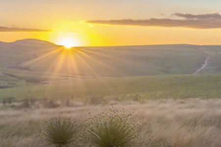 Campo do Cerrado retratado em curta-metragem lançado pela Semad (Foto: Reprodução)