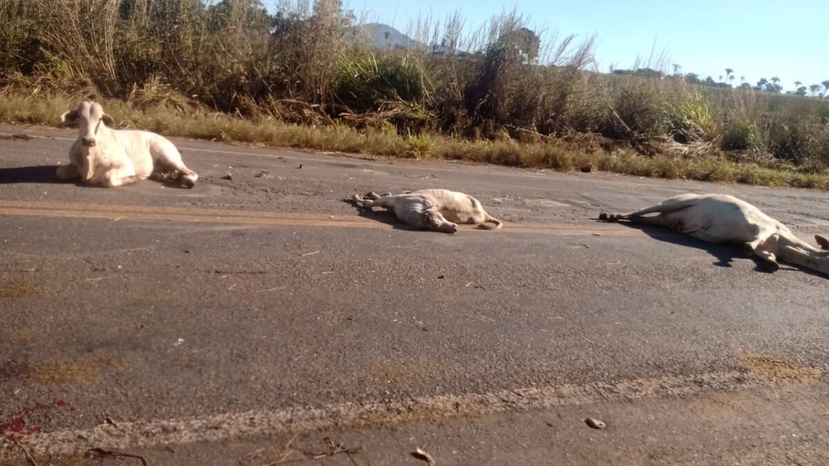 Carreta atropela e mata mais de 10 bovinos na GO-050, entre Palmeiras de Goiás e Campestre