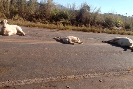 Carreta atropela e mata mais de 10 bovinos na GO-050, entre Palmeiras de Goiás e Campestre