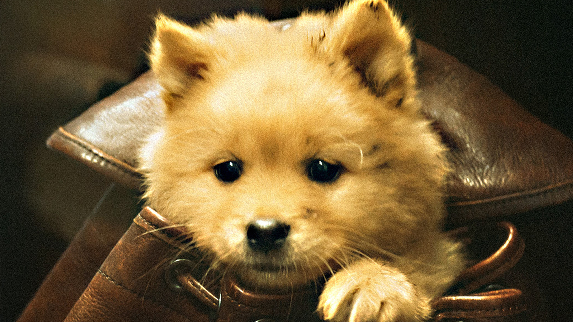 ‘Hachiko: Para Sempre’ ganha trailer oficial