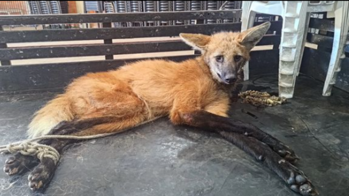 Lobo-guará foi resgatado e tratado por veterinários (Foto reprodução Instagram)